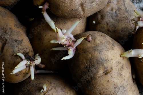 A bunch of potatoes with sprouts growing out of them. The potatoes are brown and appear to be in various stages of growth