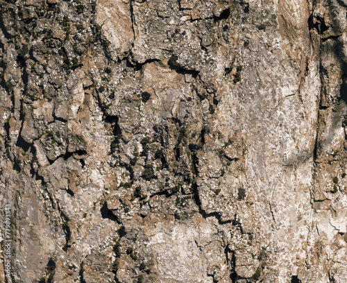 Vector illustration of Sycamore bark background. Acer pseudoplatanus L. Texture pattern for designers
