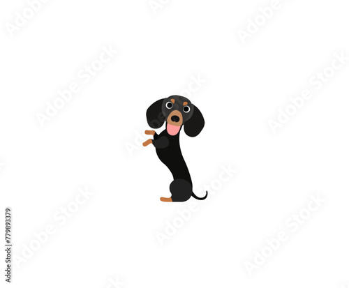 Smile dachshund 2