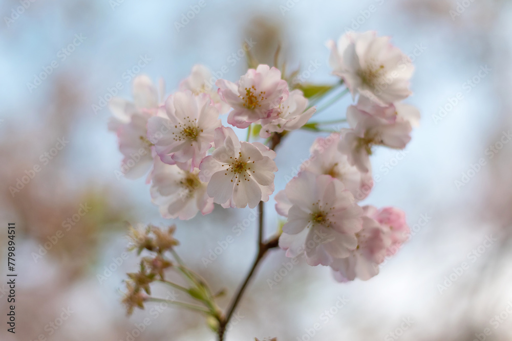 Rosaceae. Almond blossoms. Prunus × subhirtella Miq.