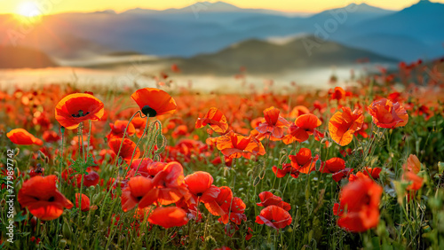 A colourful field of wild poppies in Tyrol, Austria
