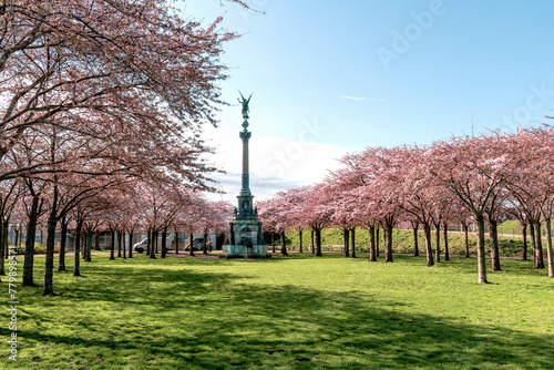 Canvas Print Cherry Blossom in Langelinie park on a beautiful spring day
