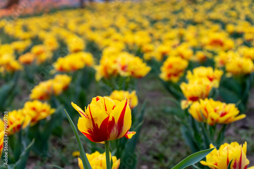 Close-up of a yellow red tulip with a field of flowers in the background