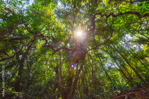 Baihualing Tropical Rainforest in Qiongzhong  Hainan  China