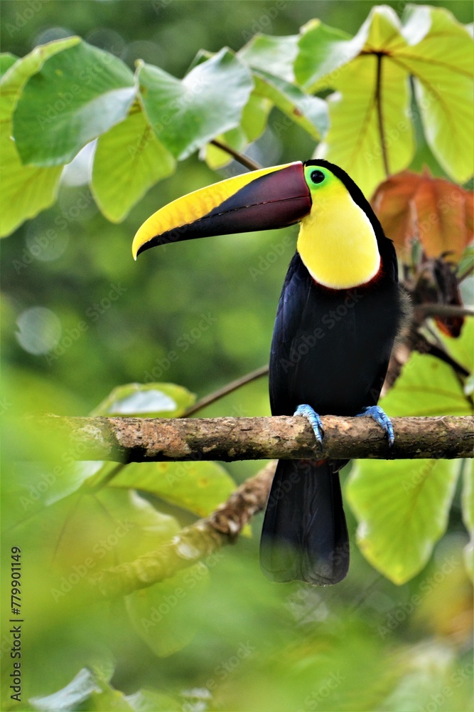 Chestnut-mandibled toucan (Ramphastos swainsonii) posing on a branch (Drake Bay, Costa Rica) Chestnut-mandibled toucan (Ramphastos swainsonii) posing on a branch (Drake Bay, Costa Rica)
