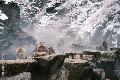 Snow monkey in nagano #4 photo