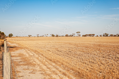 Harvested wheat crop in paddock with trees in the distance photo