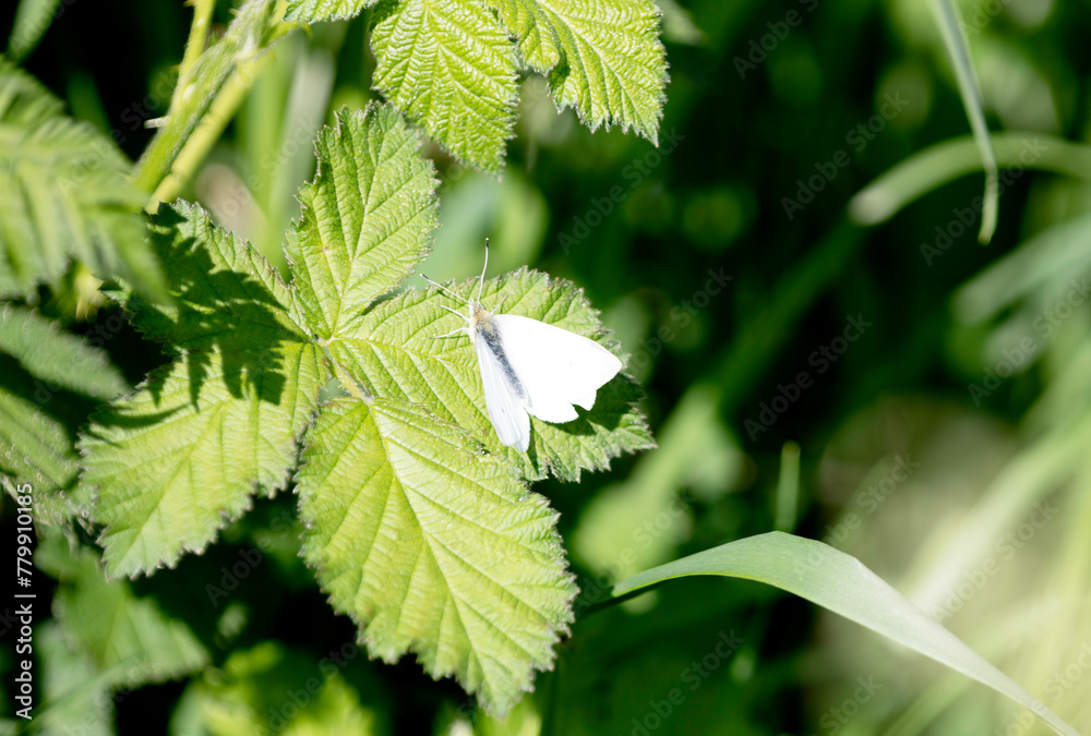 A Lemon Butterfly with closed wings is eating nectar from a dandelion flower. Bokeh effect in the background.