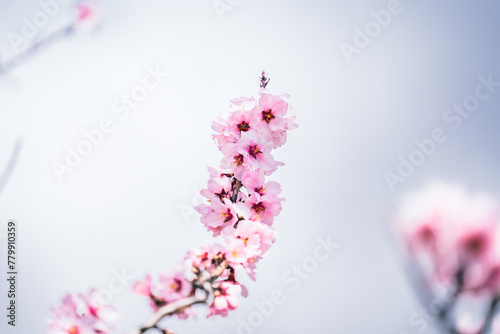 Blooming almond tree in the early spring garden, close up of pink flowers on a tree, march and april floral nature