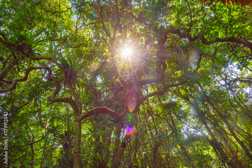 Baihualing Tropical Rainforest in Qiongzhong, Hainan, China photo