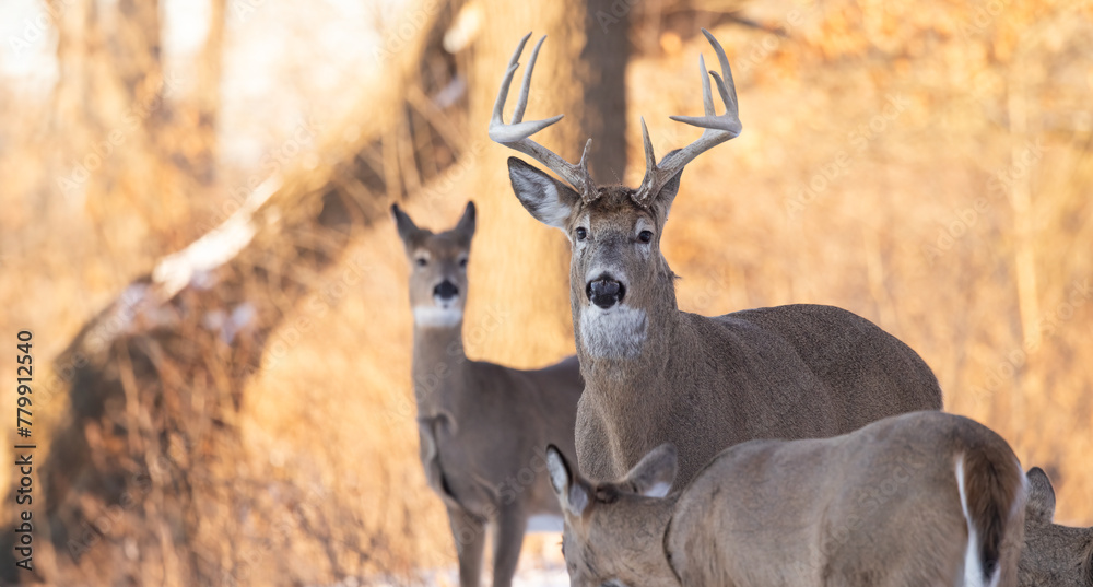 Fototapeta premium White Tailed Buck In The Wild. In the Heart of the Forest: A Stunning Portrait of White-Tailed Bucks and Does Hunting Season. Wildlife Photography. 