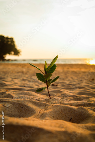 Trees growing on the sandy beach in the Thai sea, Phuket Province.