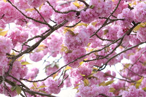 Bl  ten der japanischen Kirsche - Sakura - Bl  ten in rosa pastell im Park - Insekten und der Fr  hling
