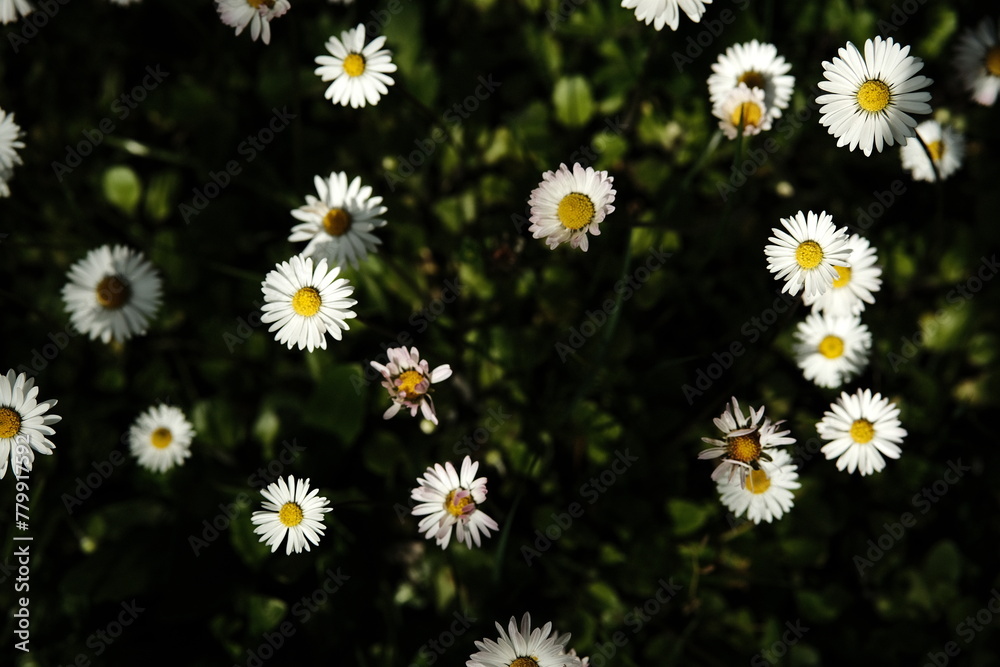 Daisies field close up in pure unpolluted nature with wild grass Daisies field close up in pure unpolluted nature with wild grass