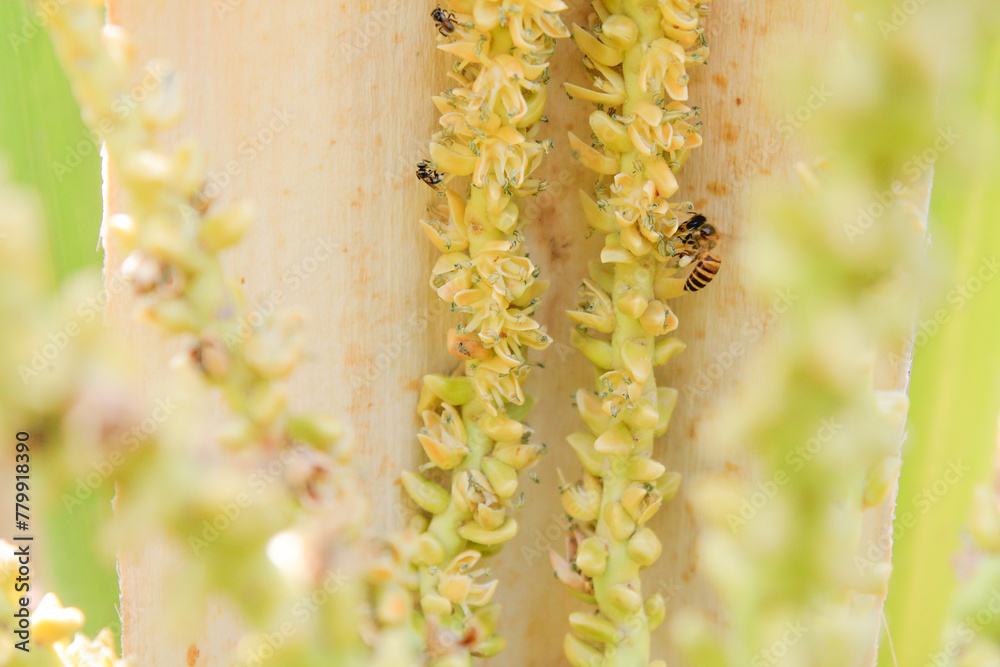 Naklejka premium Roadside flowers in the middle of a field