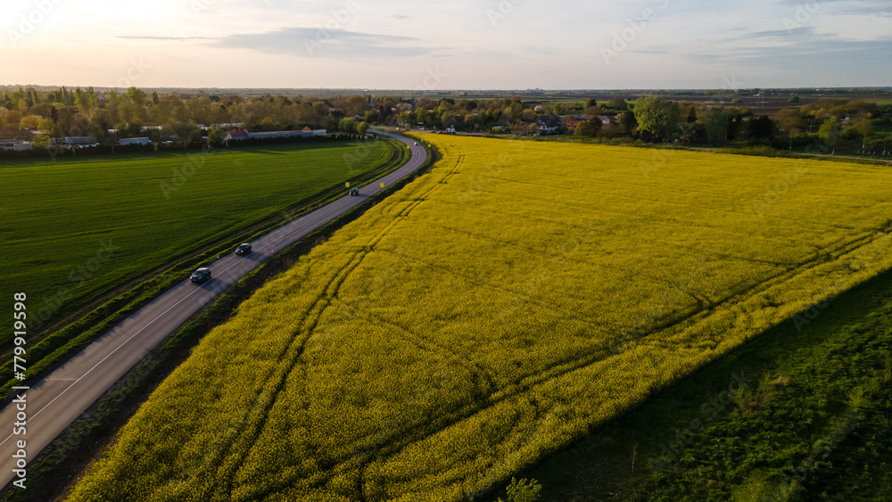 Naklejka premium An Aerial View of Green Wheat Fields Oilseed rape in Late Afternoon, With a Road and Cars Traveling Next to Them on a Sunny Spring Day