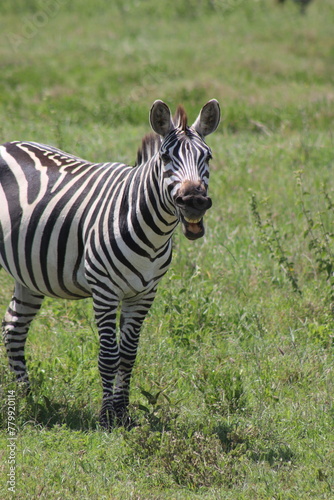 Smiley zebra © alessandraquig