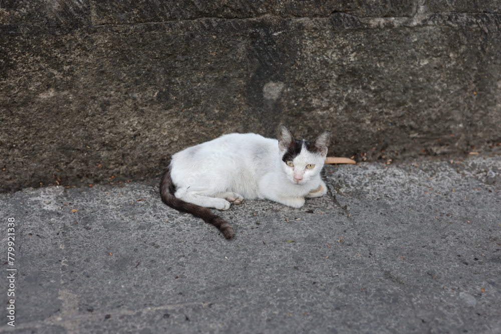Stray cat on the sidewalk in Manila on March 28, 2024