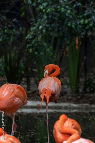 Flamenco en zoo de chapultepec