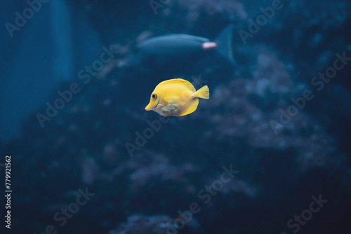 pez cirujano amarrillo nadando photo