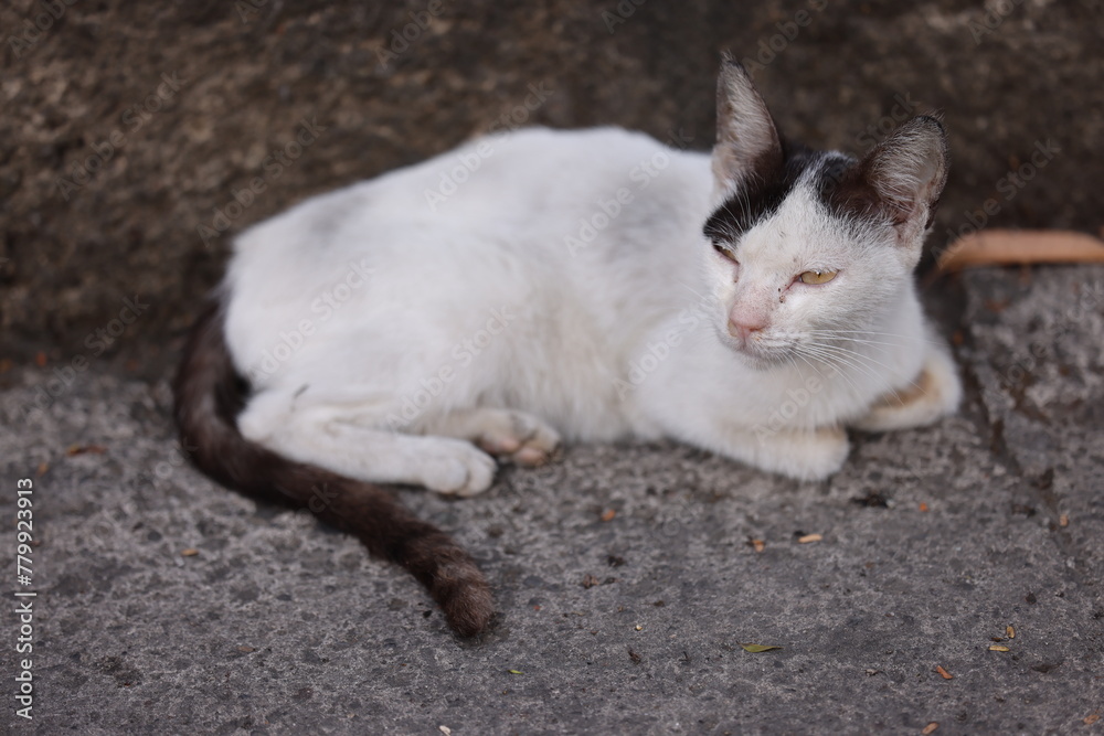Stray cat on the sidewalk in Manila on March 28, 2024 Stray cat on the sidewalk in Manila on March 28, 2024