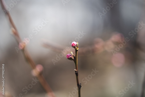 Close up of pink peach tree buds with morning sunlight, A branch of a blooming peach tree on a blurry background, flowers blooming in spring