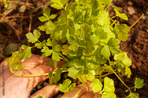 Planting flat leaf parsley herb plant in a garden. Grow your own concept.