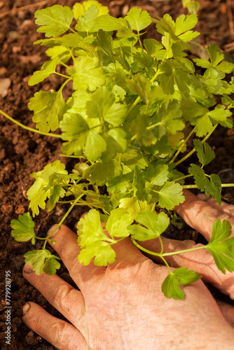 Planting flat leaf parsley herb plant in a garden. Grow your own concept.
