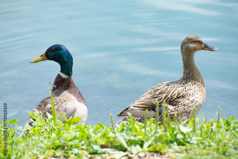 Duck partners in pond 