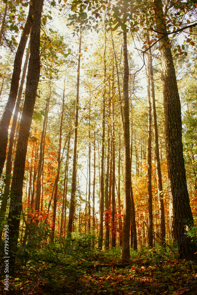 Tall trees in autumn