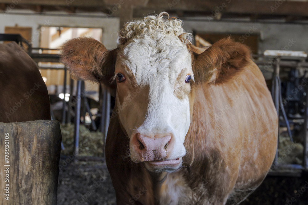 Brown and white cow in a barn with blonde curls