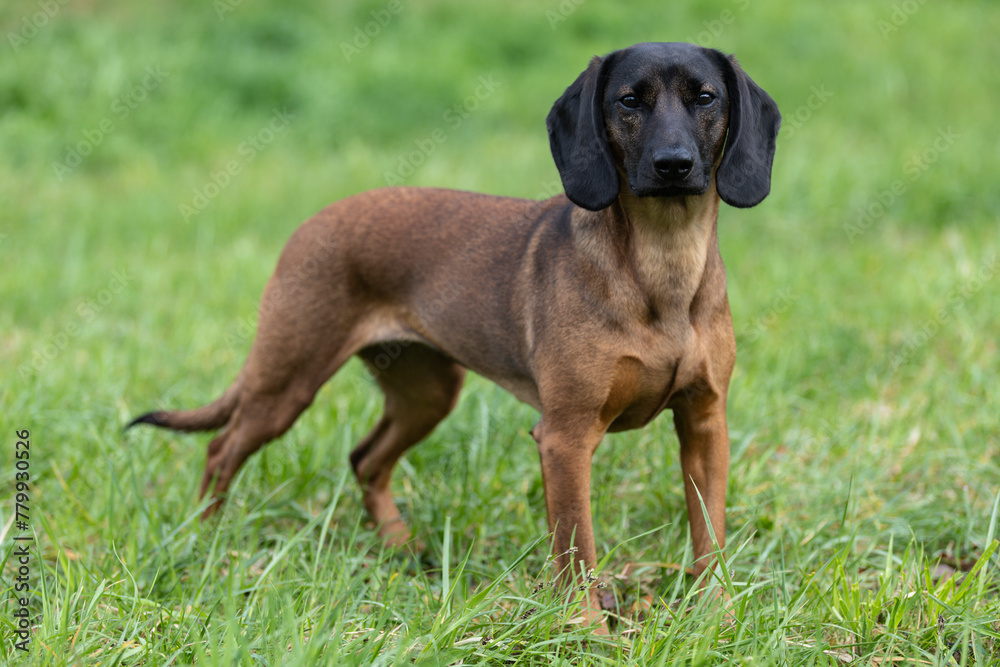 Bayerischer Gebirgsschweißhund