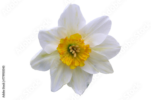 white daffodil with yellow heart and beautiful pistils