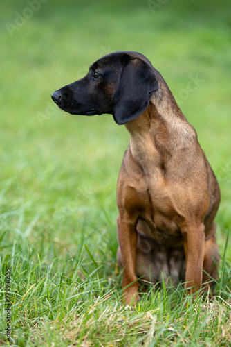 Bayerischer Gebirgsschweißhund