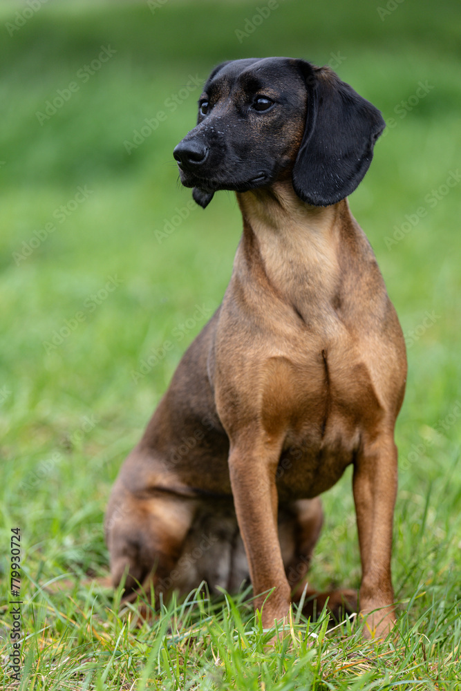 Bayerischer Gebirgsschweißhund