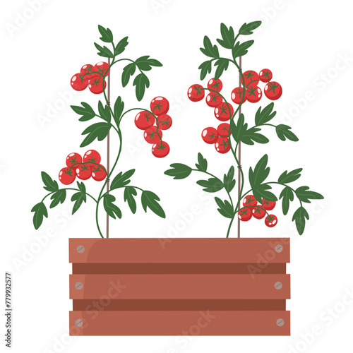 Small tomatoes in a container, balcony tomatoes. Vector illustration in flat style. © EkaterinaGr