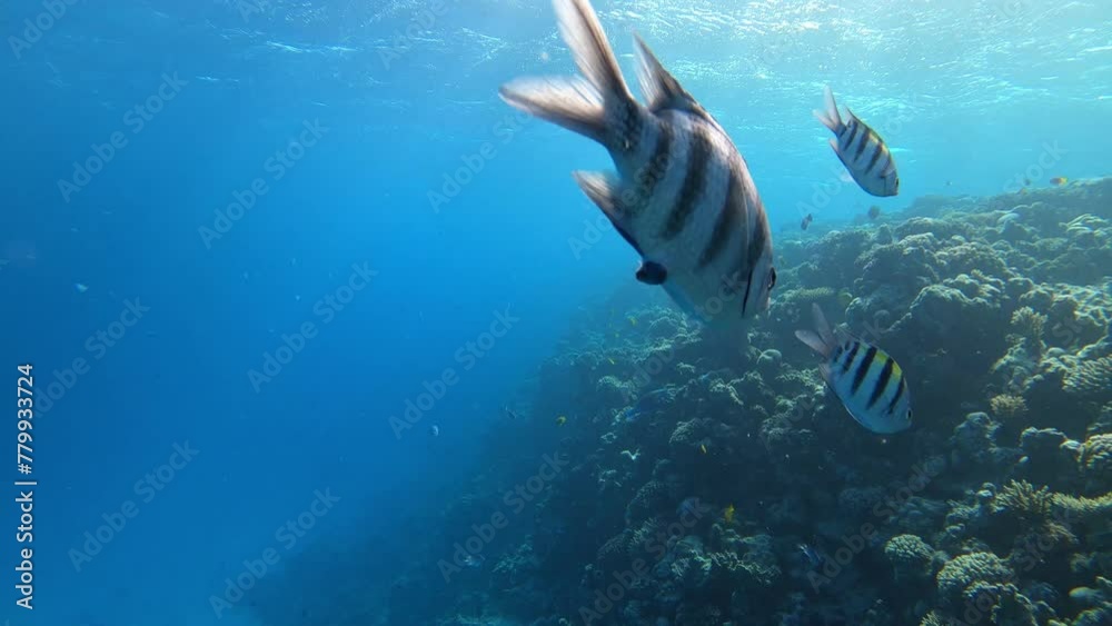 Scherenschwanz Sergeant Fisch Abudefduf sexfasciatus am Korallen Riff im Roten Meer in Ägypten	