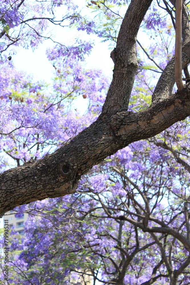 Obraz premium tree in bloom Blue Jacaranda