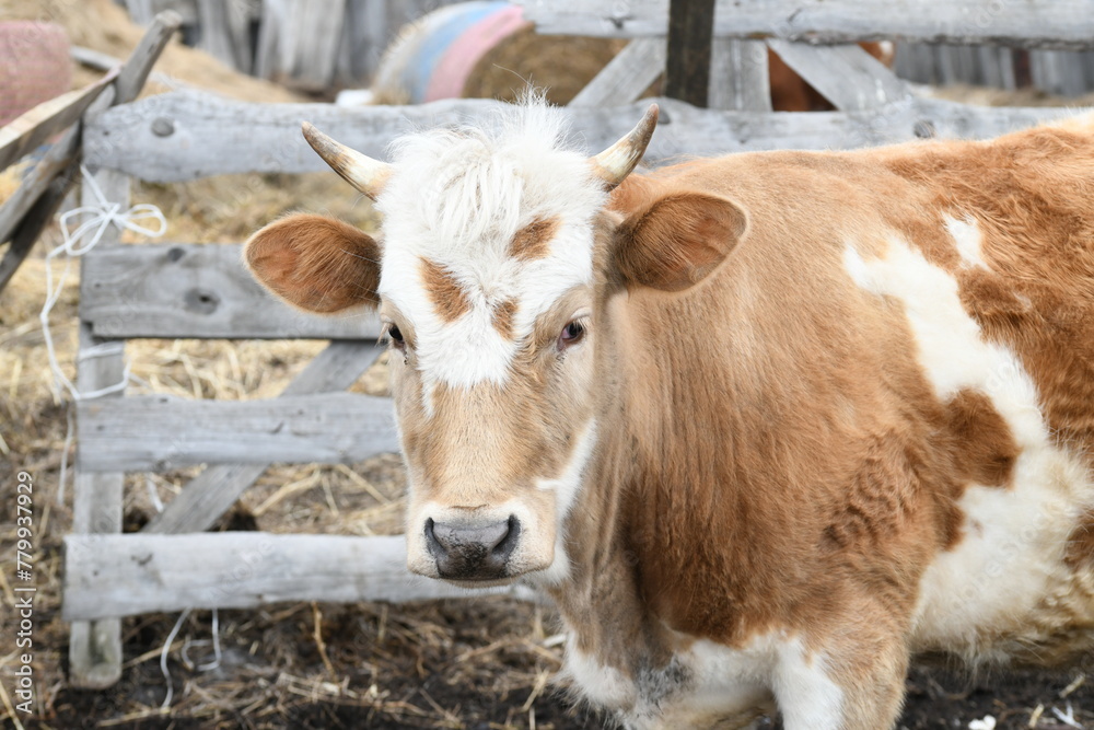 Portrait of a brown-white cow grazing on a farm behind a fence Portrait of a brown-white cow grazing on a farm behind a fence