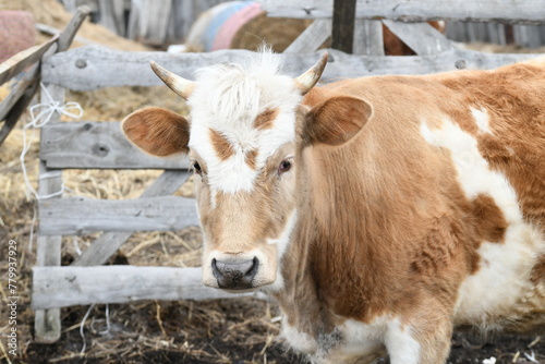 Portrait of a brown-white cow grazing on a farm behind a fence