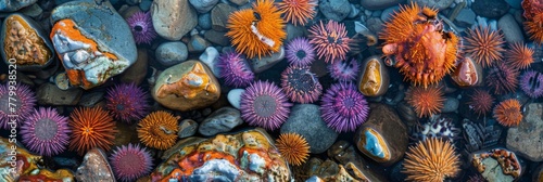 Sea urchins in their natural habitat with a photograph capturing them nestled among rocks at the water's edge © AlfaSmart