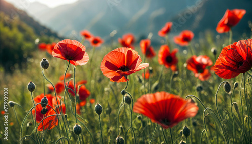 Red poppy. Poppy flowering. Mountain landscape with blooming red poppy. Mountain panorama. AI generated