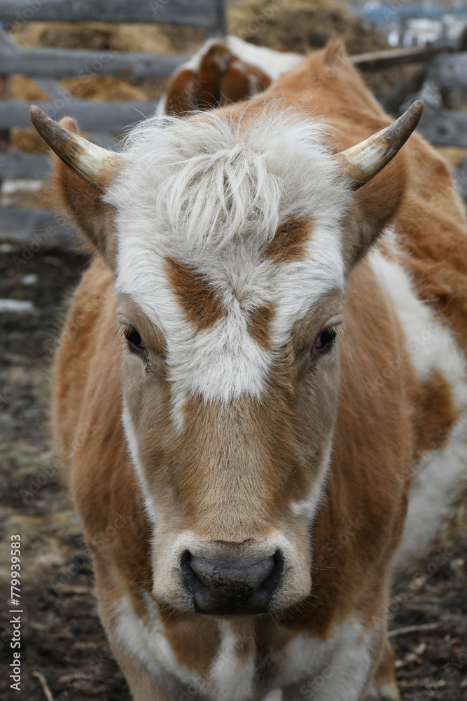 Portrait of a brown-white cow grazing on a farm behind a fence