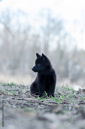 Shipperca charming puppy sits on the spring field