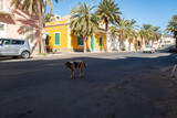 Un chien traverse la rue dans la ville de Mindelo sur l'île de Saint Vincent au Cap Vert en Afrique occidentale