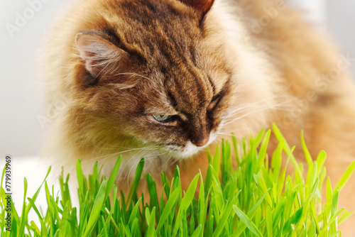 Cat eat fresh Grass Indoors, possibly as a way to aid its digestion. Selective focus © Алексей Филатов