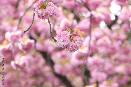 Sakura - Japanische Kirschblüte im April - rosa Blüten locken Insekten im Frühling