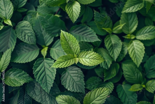 Vibrant green leaves in intricate natural detail  fresh botanical background