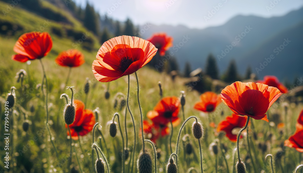 Obraz premium Red poppy. Poppy flowering. Mountain landscape with blooming red poppy. Panoramic view of flowering mountain meadows. Selective focus. AI generated