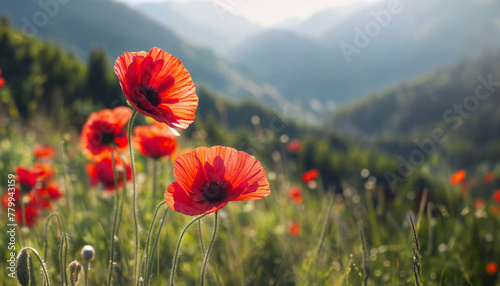 Red poppy. Poppy flowering. Mountain landscape with blooming red poppy. Panoramic view of flowering mountain meadows. I generated